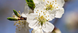 Personalised Bach Flower Remedy